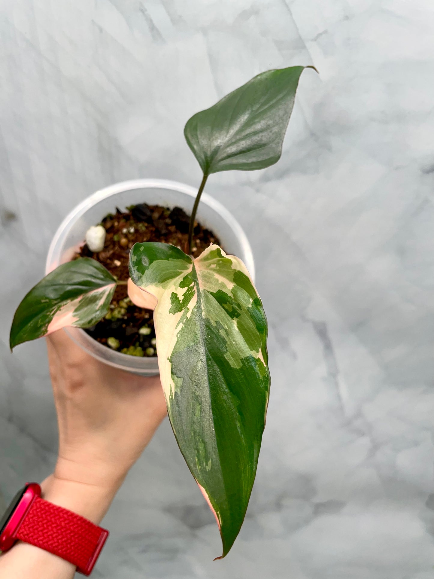 Homalomena Pink Diamond | Well Established Bottom Cut with Multiple Grow Points