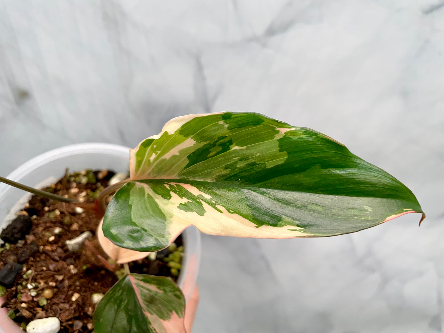Homalomena Pink Diamond | Well Established Bottom Cut with Multiple Grow Points