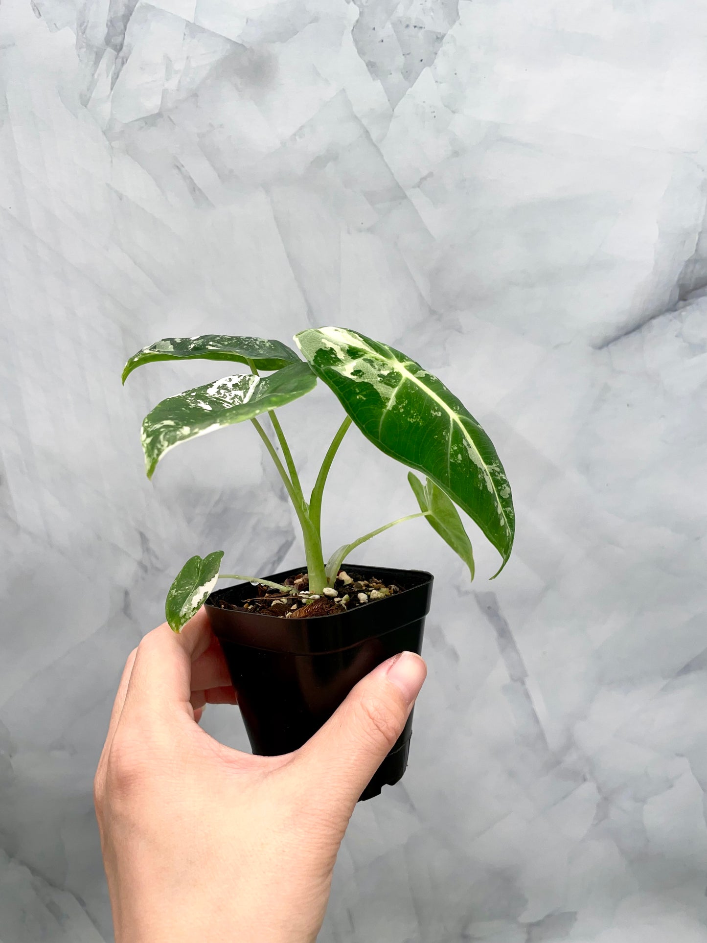 Alocasia Frydek Variegated in 2.6" Pot Exact Plant