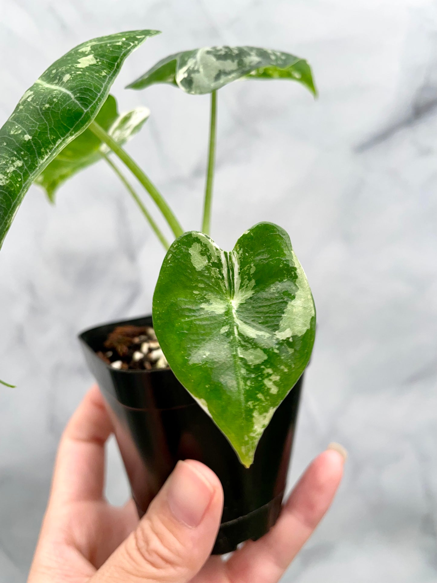 Alocasia Frydek Variegated in 2.6" Pot Exact Plant