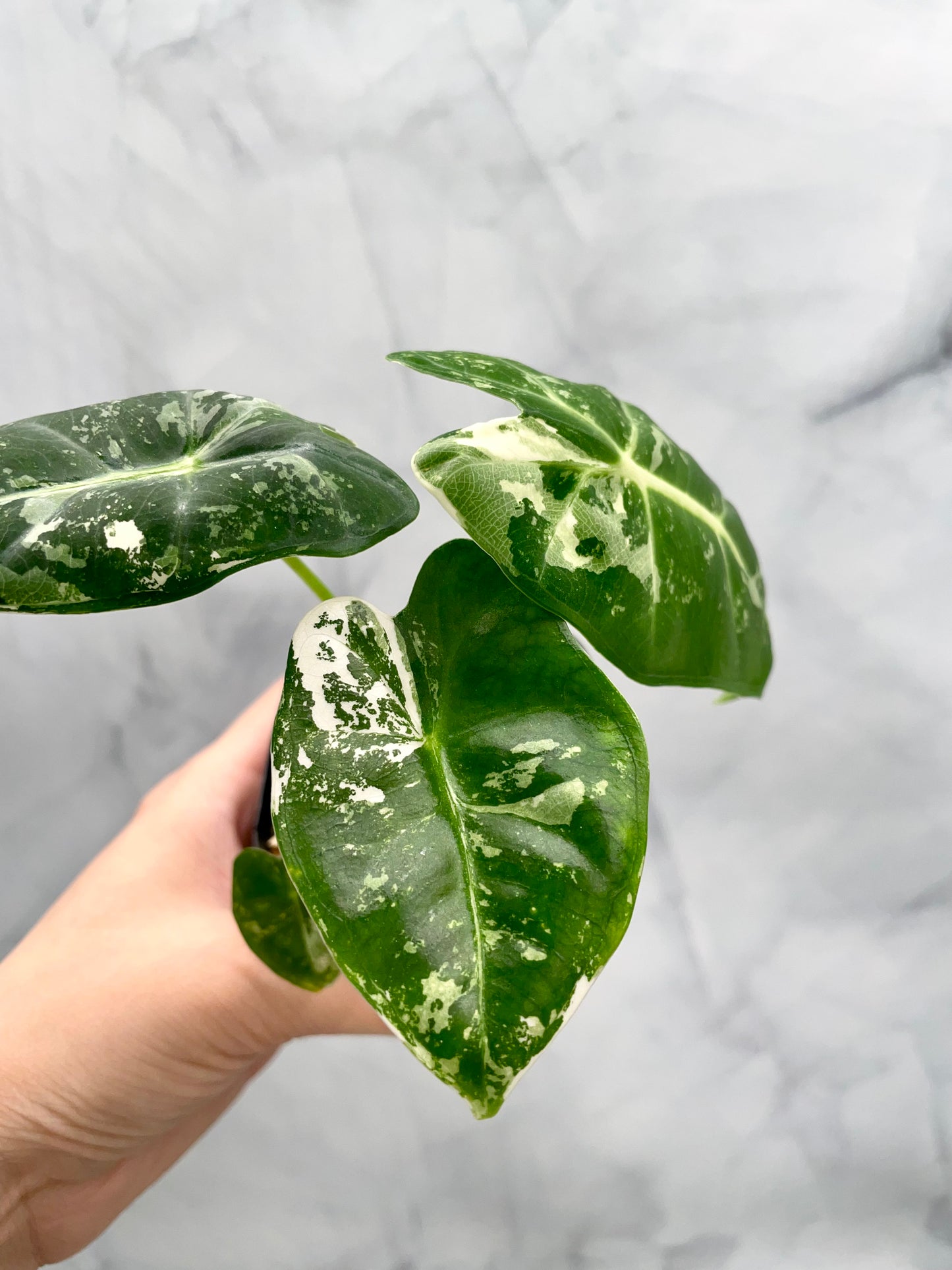 Alocasia Frydek Variegated in 2.6" Pot Exact Plant