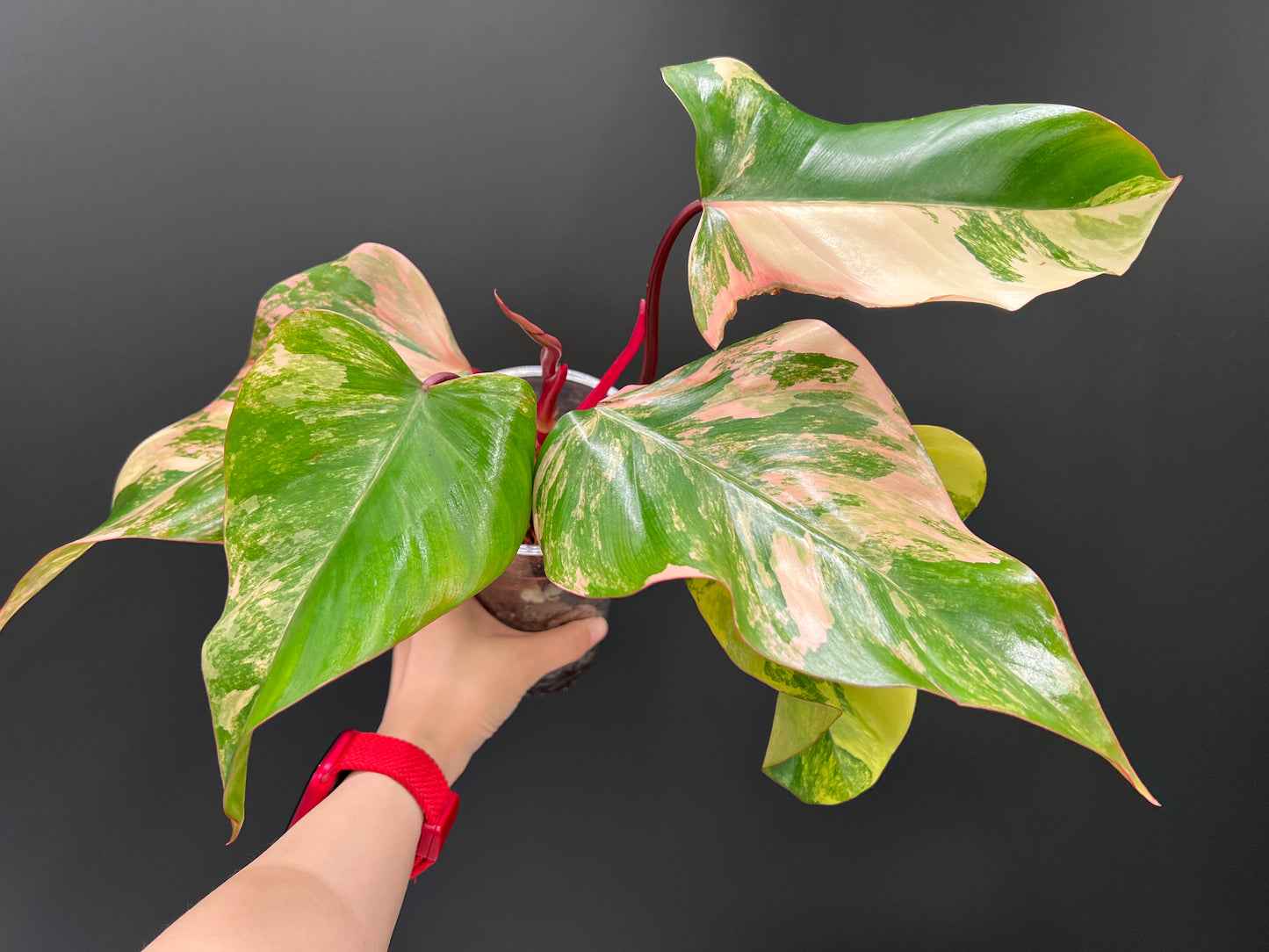 Philodendron Strawberry Shake Variegated