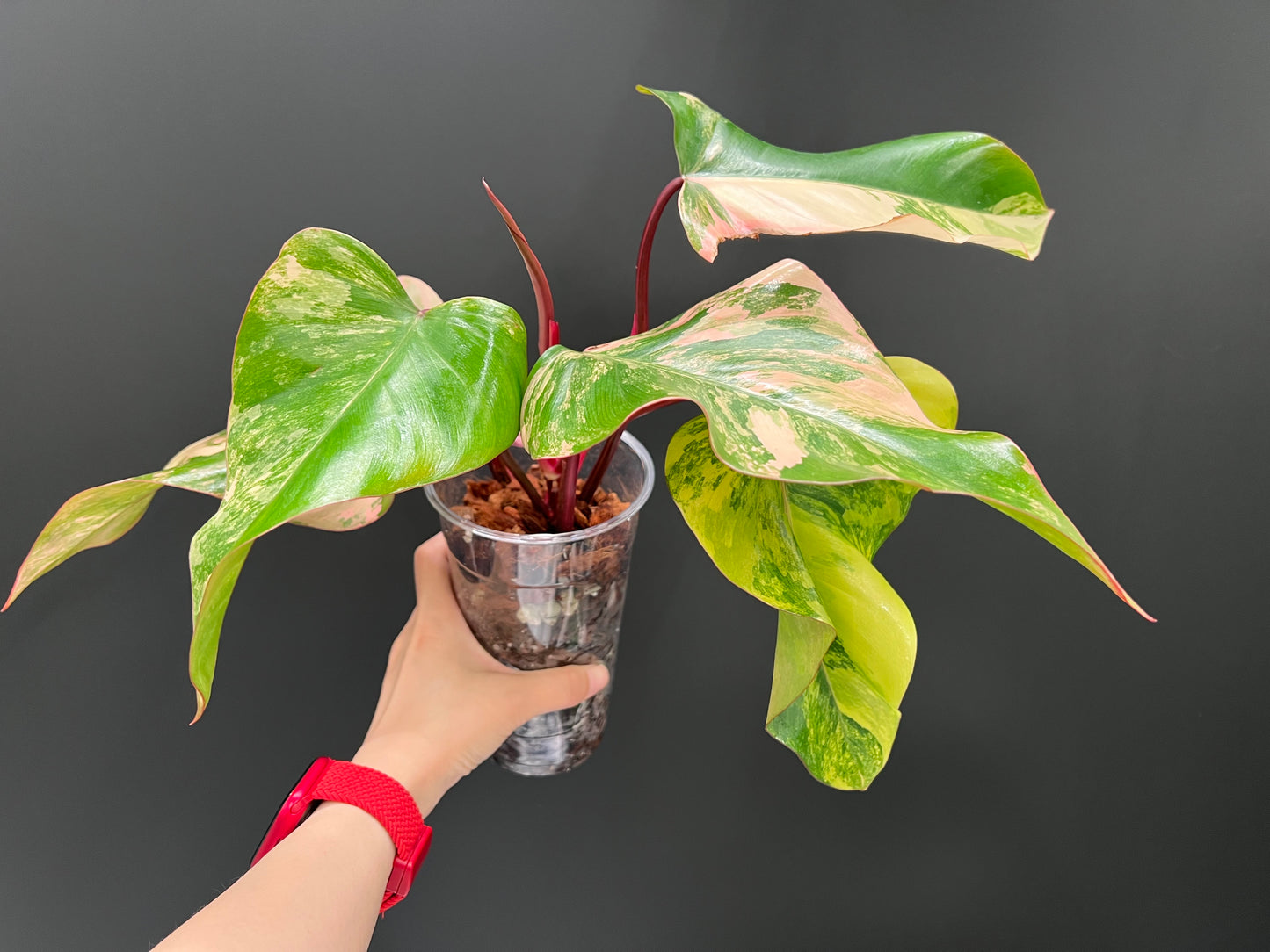 Philodendron Strawberry Shake Variegated