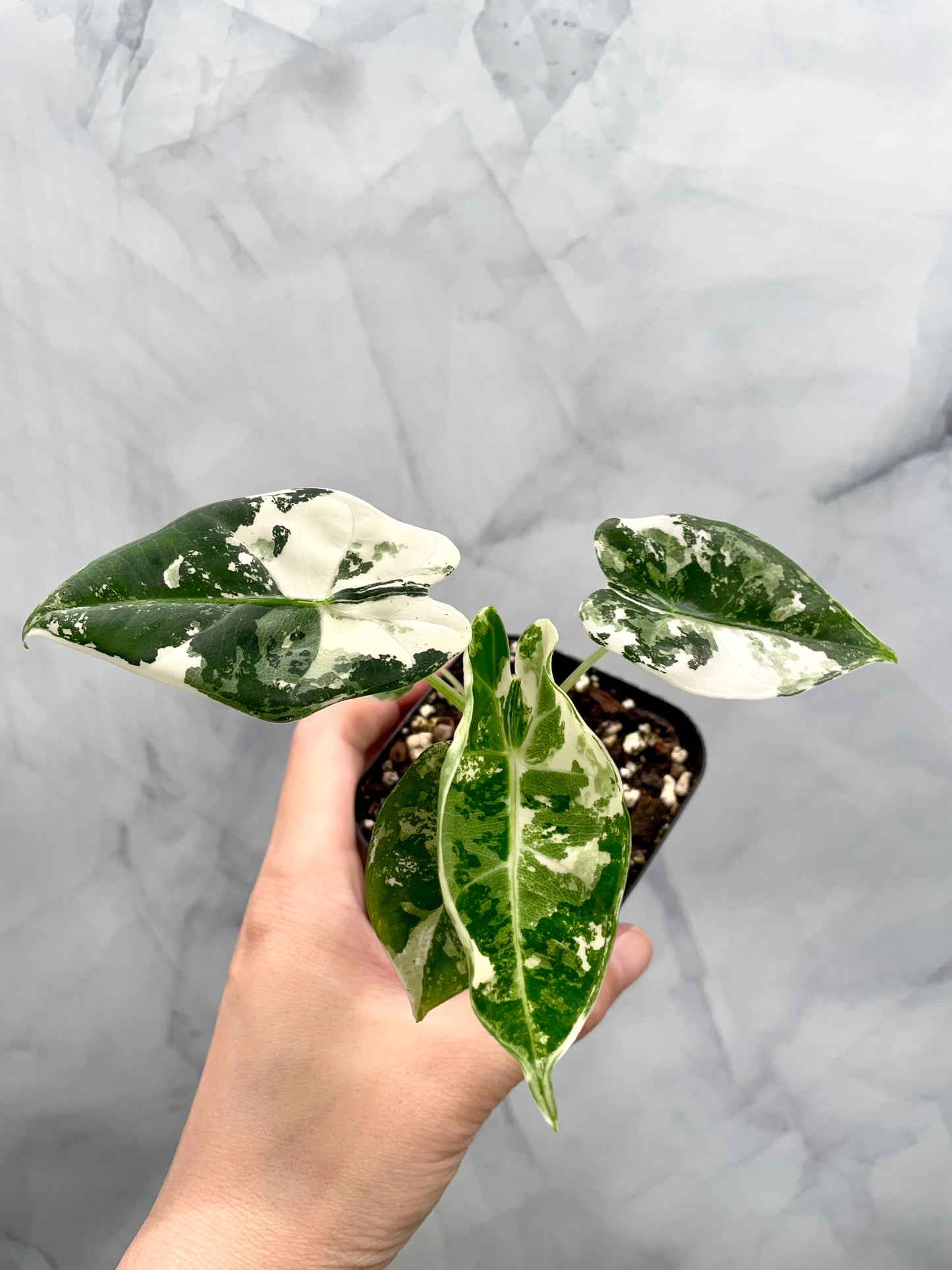 Alocasia Frydek Variegated in 2.6" Pot Exact Plant