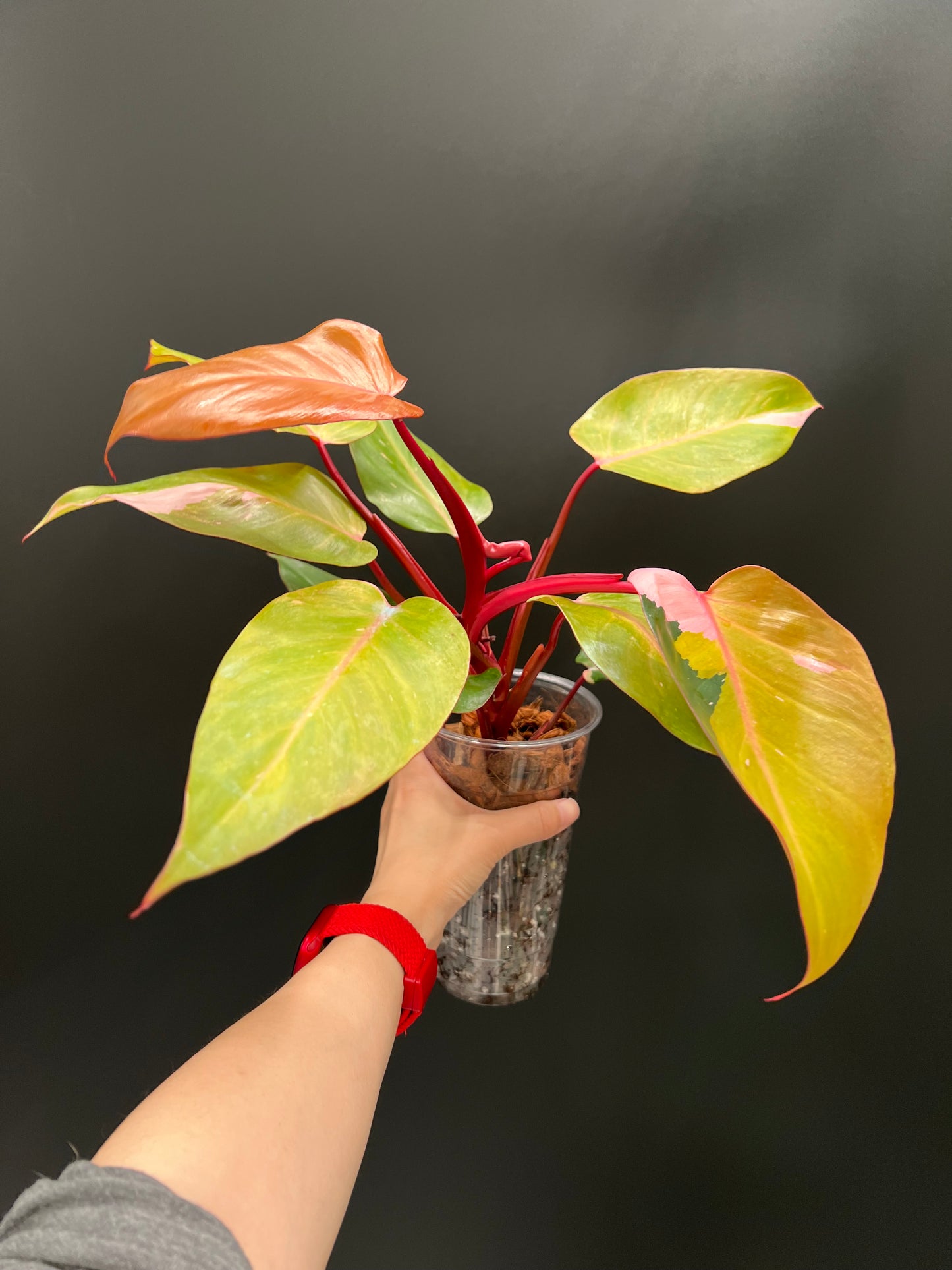 Philodendron Persimmon Princess, High Var, Exact Plant