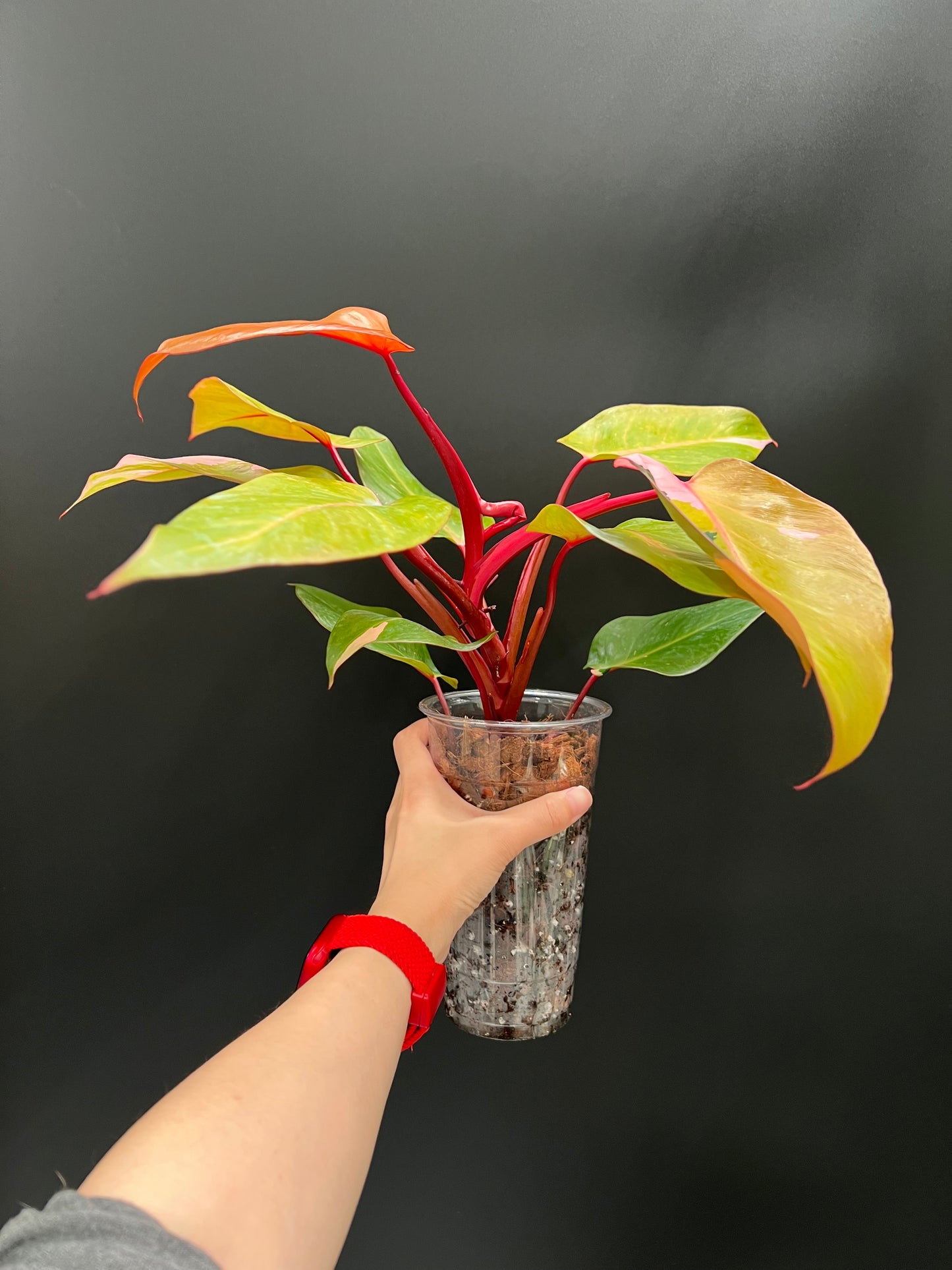 Philodendron Persimmon Princess, High Var, Exact Plant