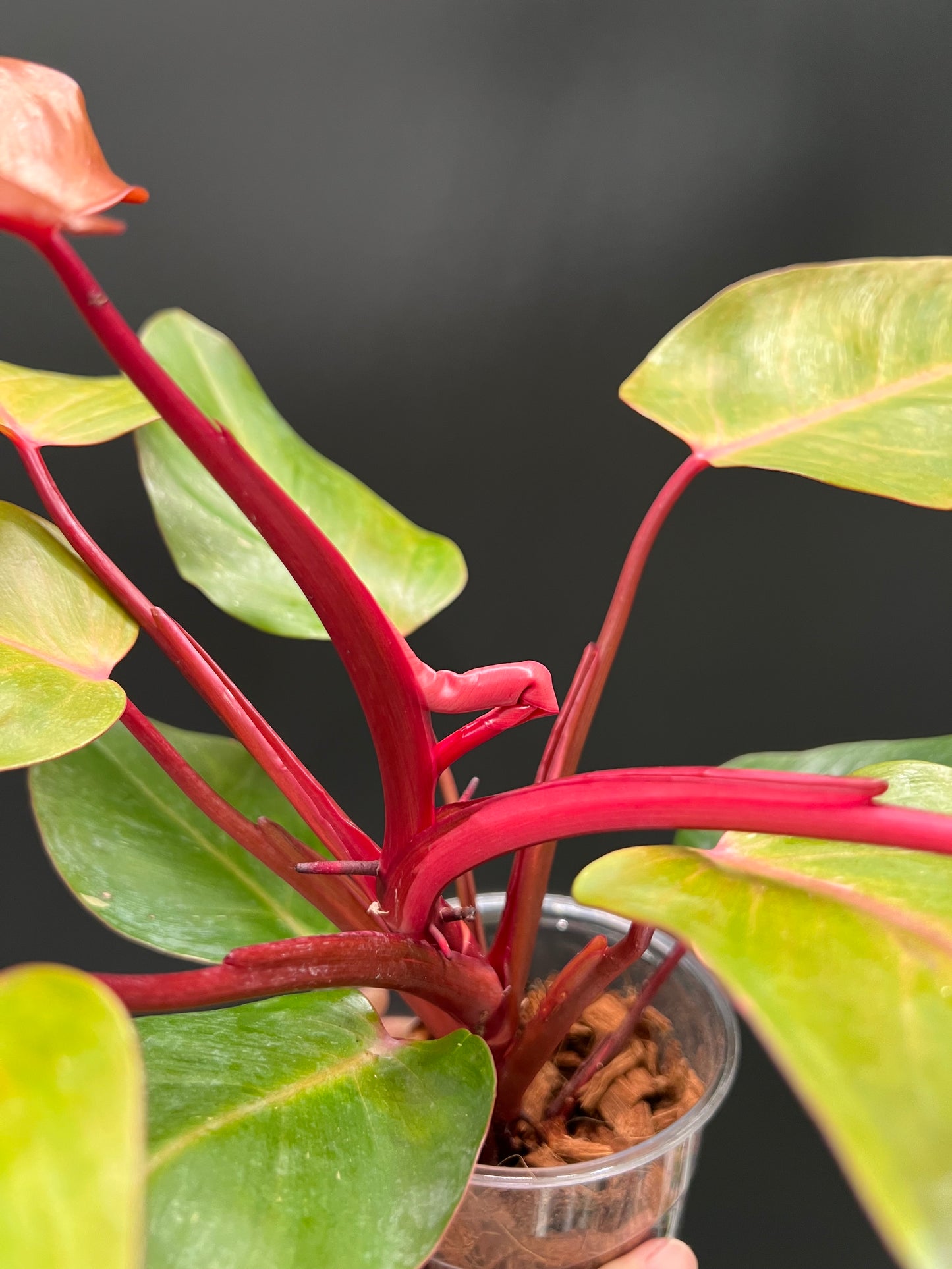 Philodendron Persimmon Princess, High Var, Exact Plant