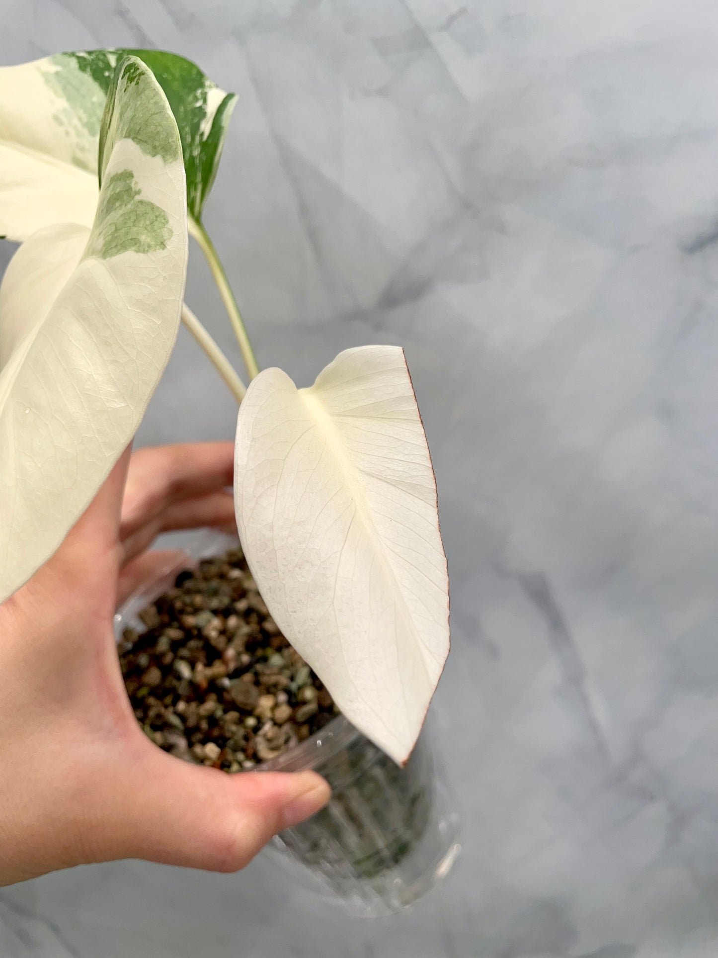 Monstera Albo High Variegated Plant in Pon