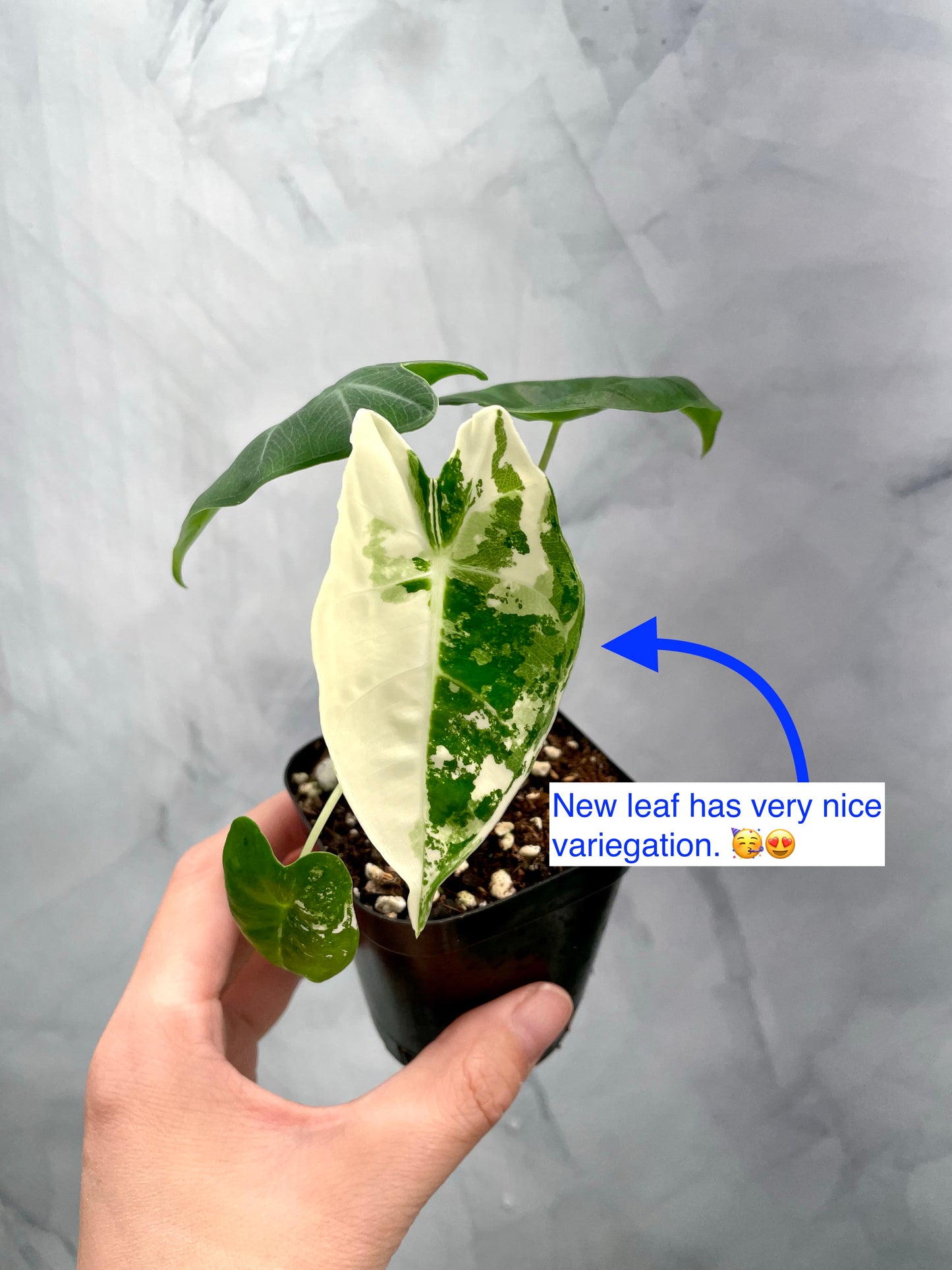 Alocasia Frydek Variegated in 2.6" Pot Exact Plant