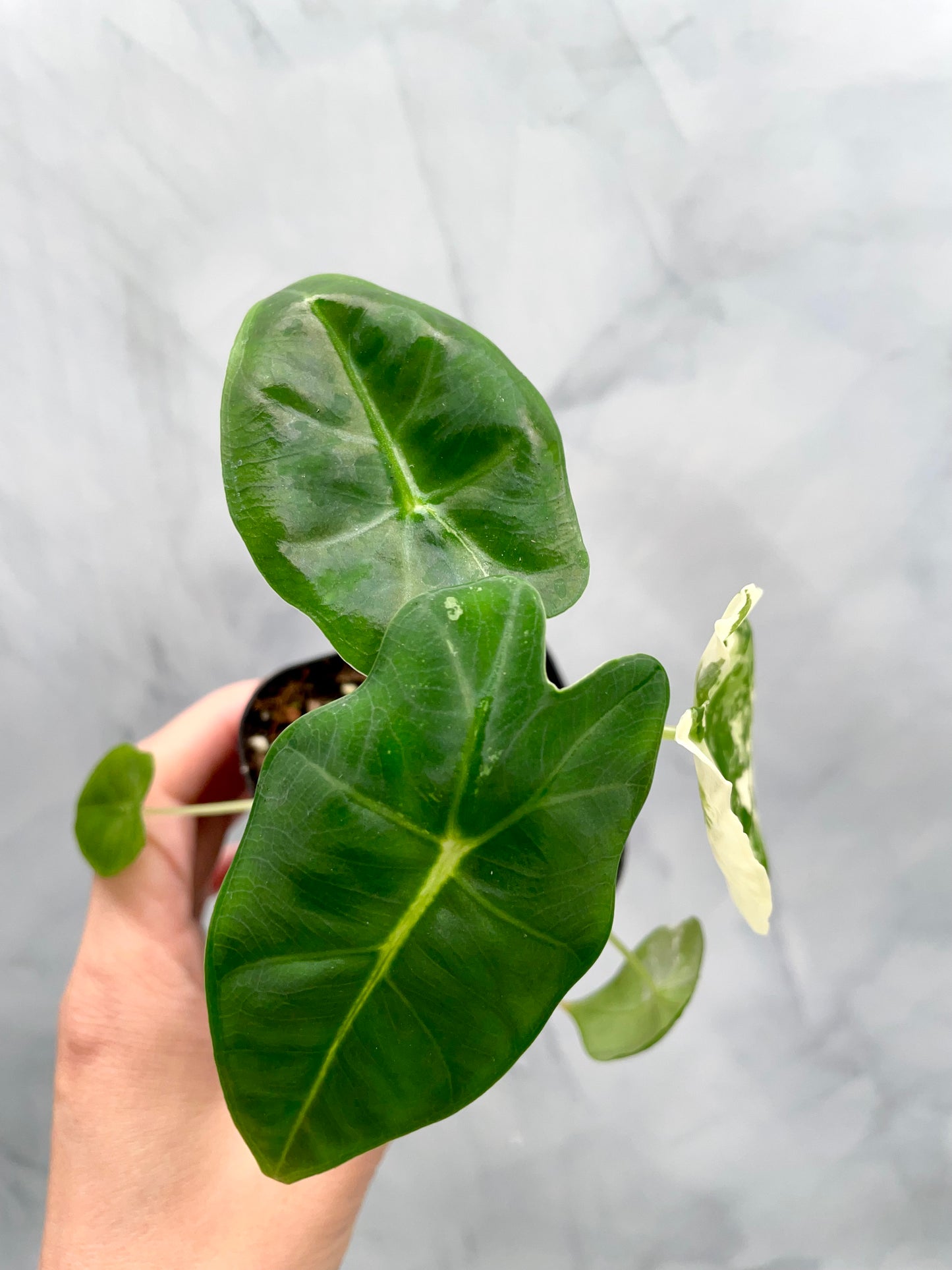 Alocasia Frydek Variegated in 2.6" Pot