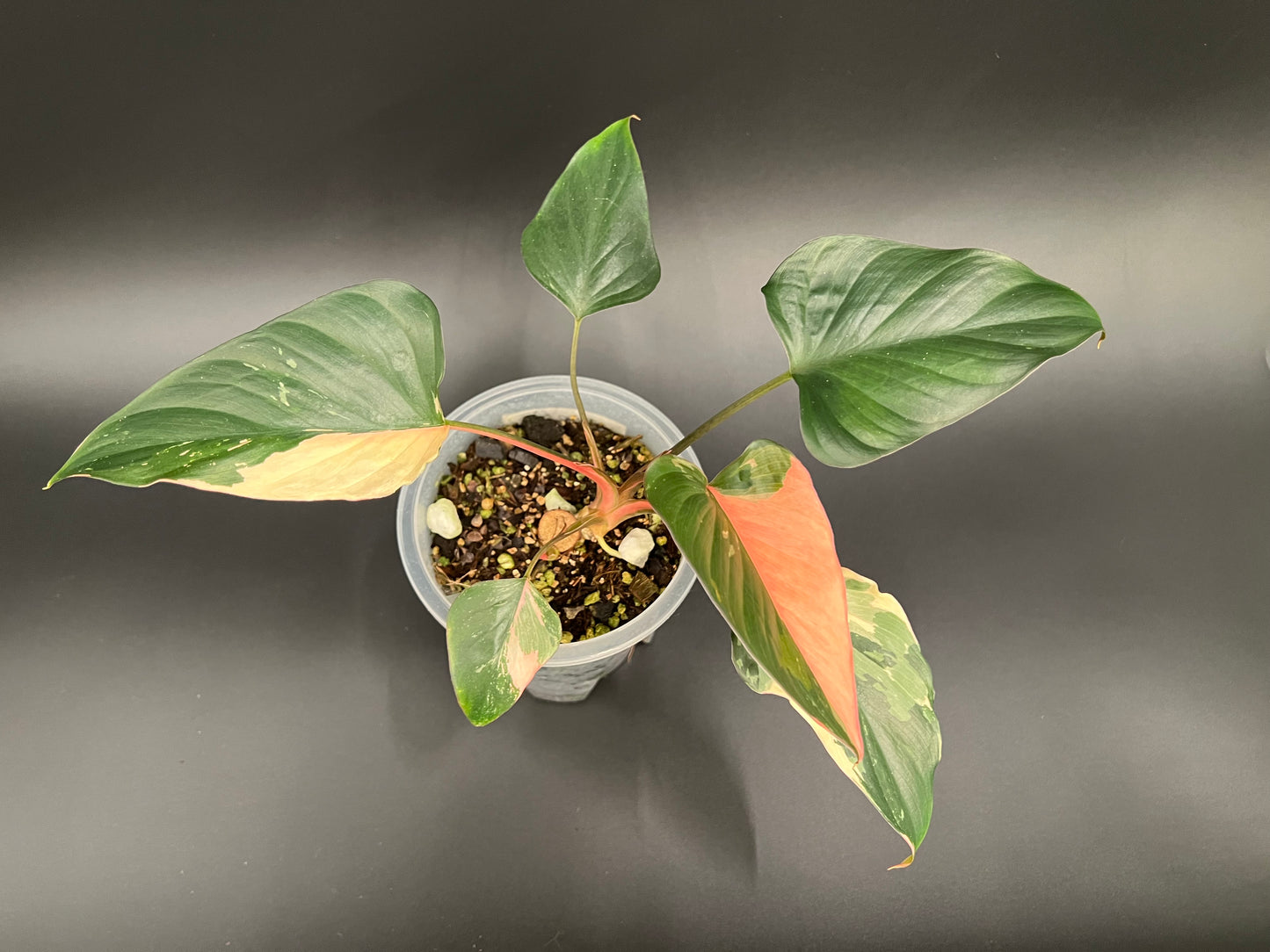 Homalomena Pink Diamond