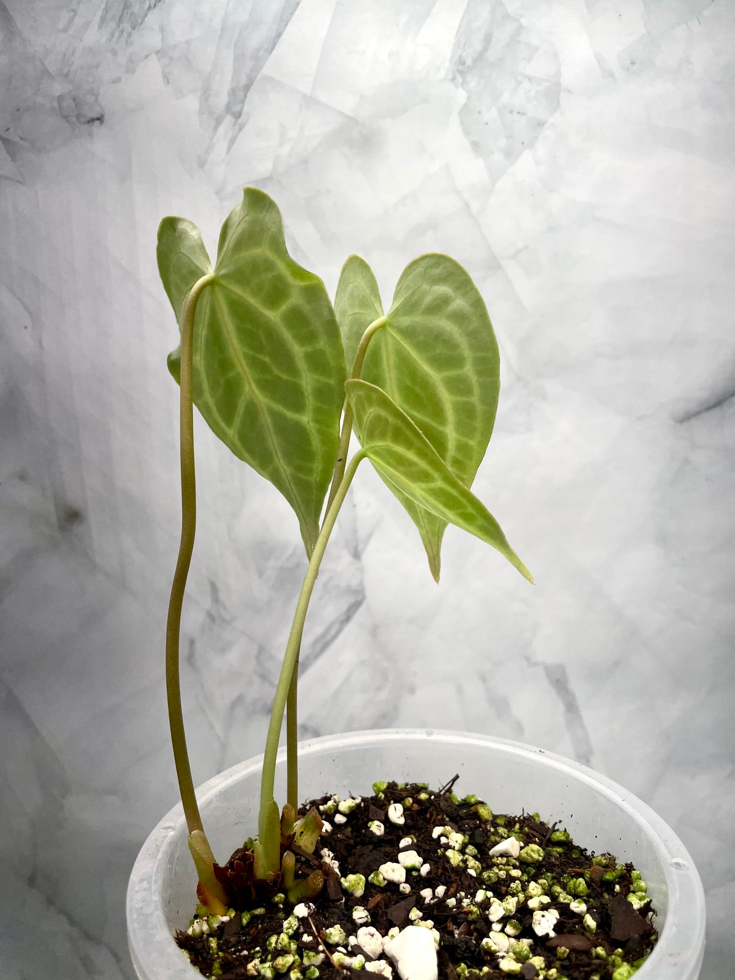 Anthurium Clarinervium x Warocqueanum Bottom Cutting with New Baby Leaves