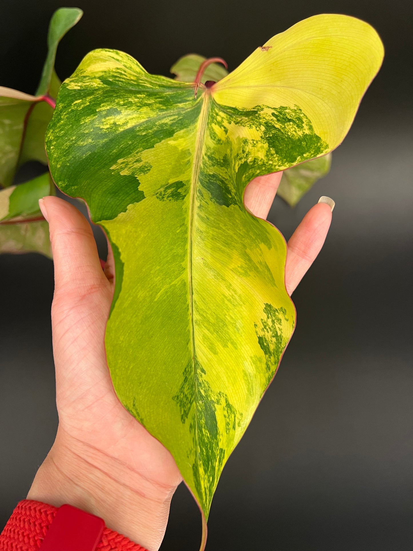 Philodendron Strawberry Shake Variegated