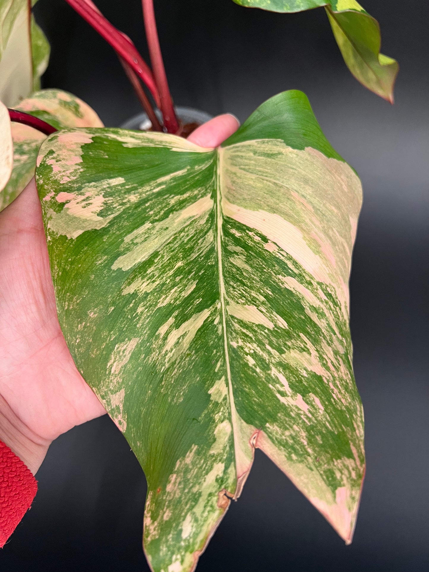 Philodendron Strawberry Shake Variegated