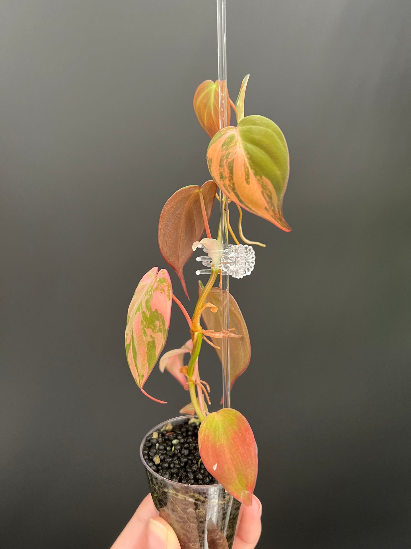 Philodendron Micans Variegated, Small 1"-1.5" Leaves