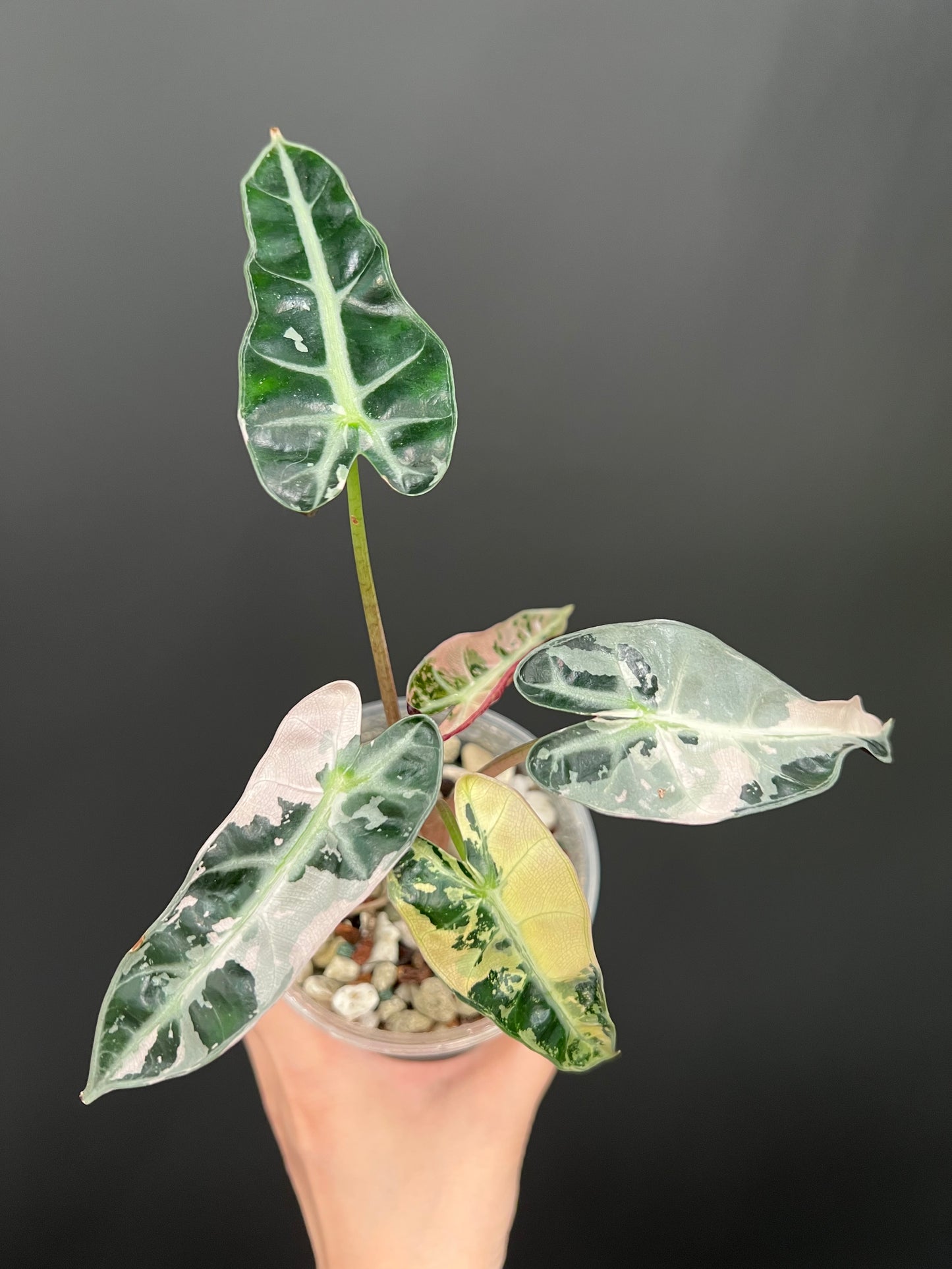 Alocasia Bambino Pink