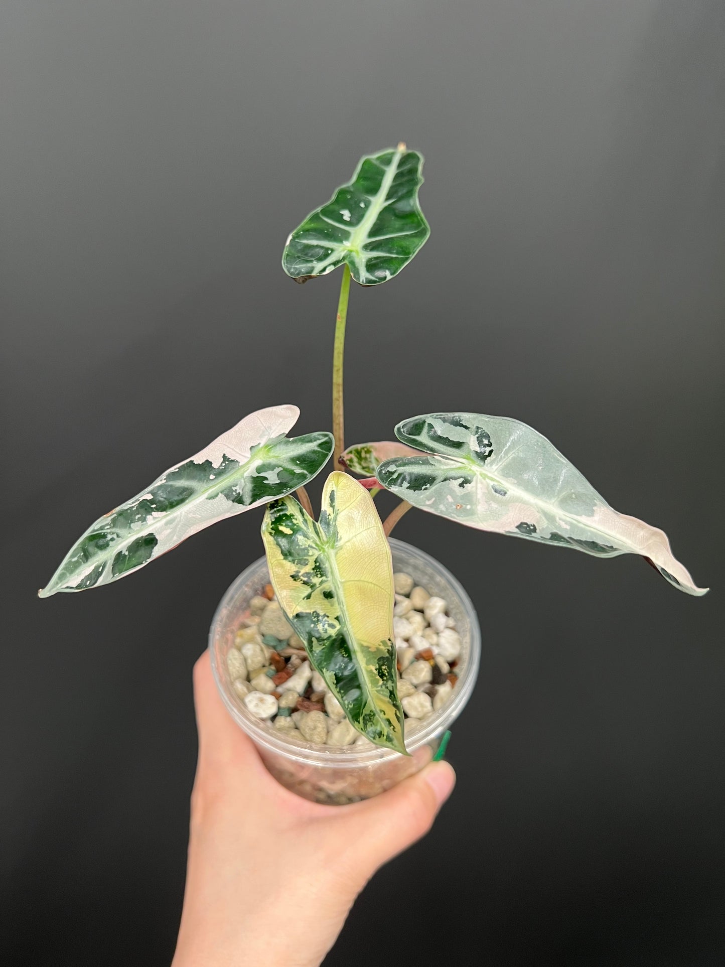 Alocasia Bambino Pink