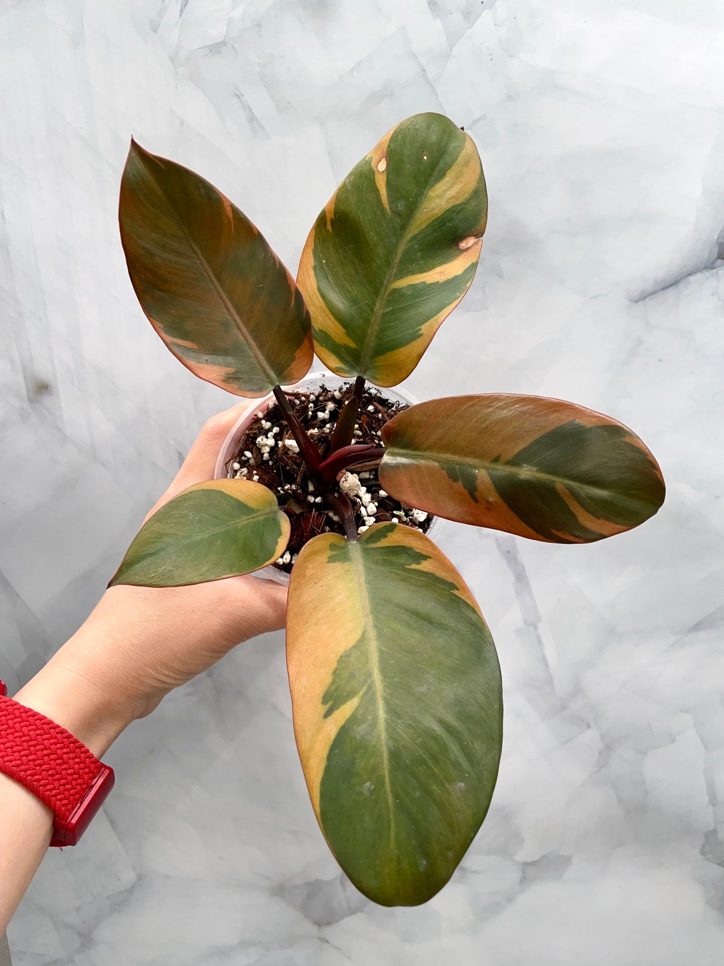 Philodendron Black Cardinal Variegated #3, Exact Plant