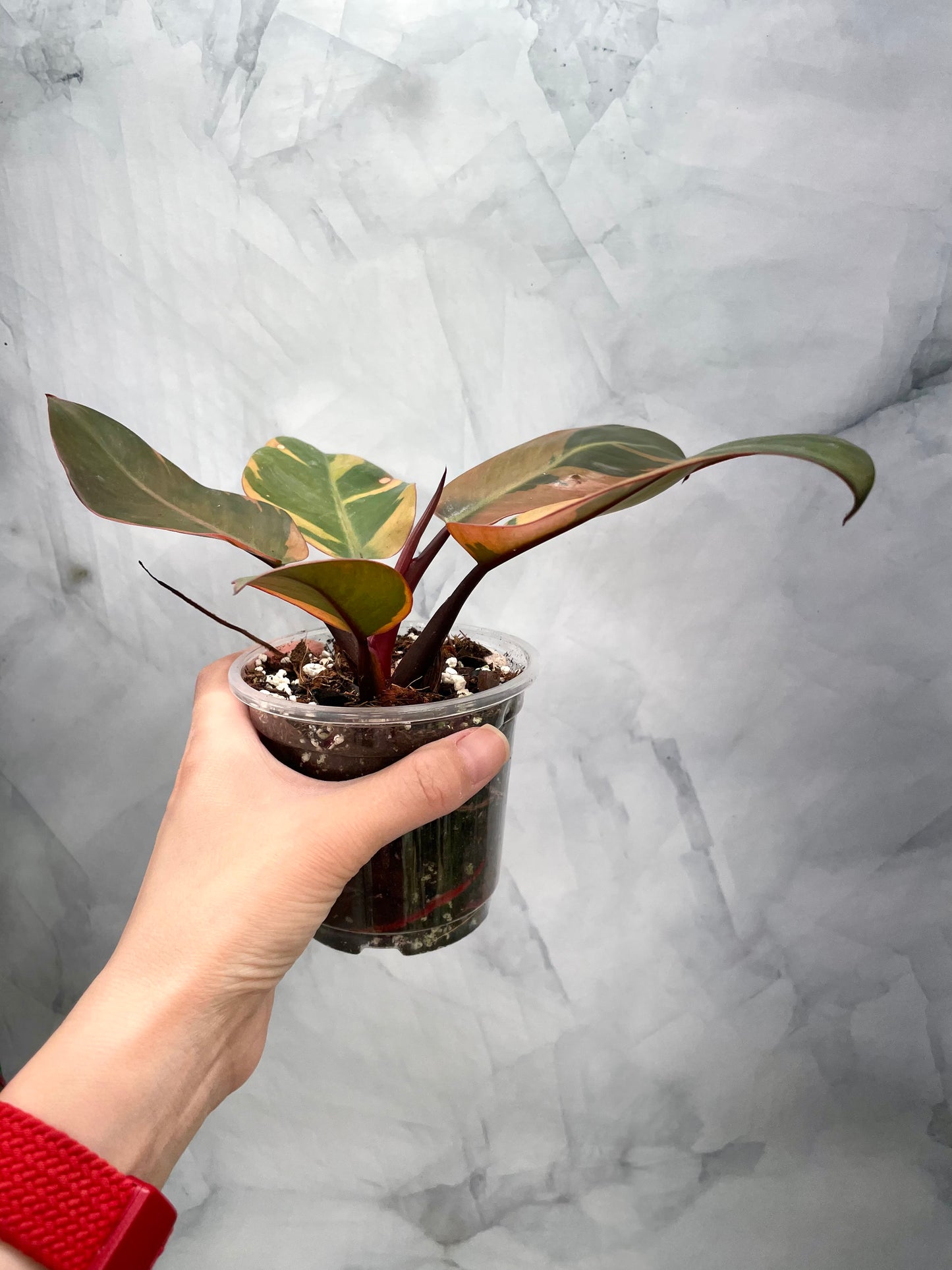 Philodendron Black Cardinal Variegated #3, Exact Plant
