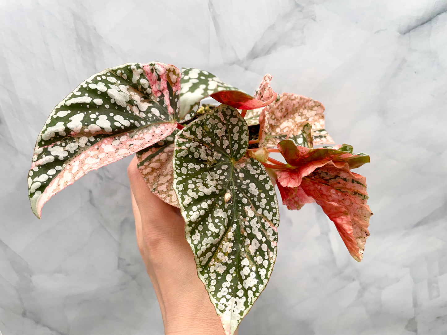 Begonia Snow Capped Variegated Rooted Plant #2