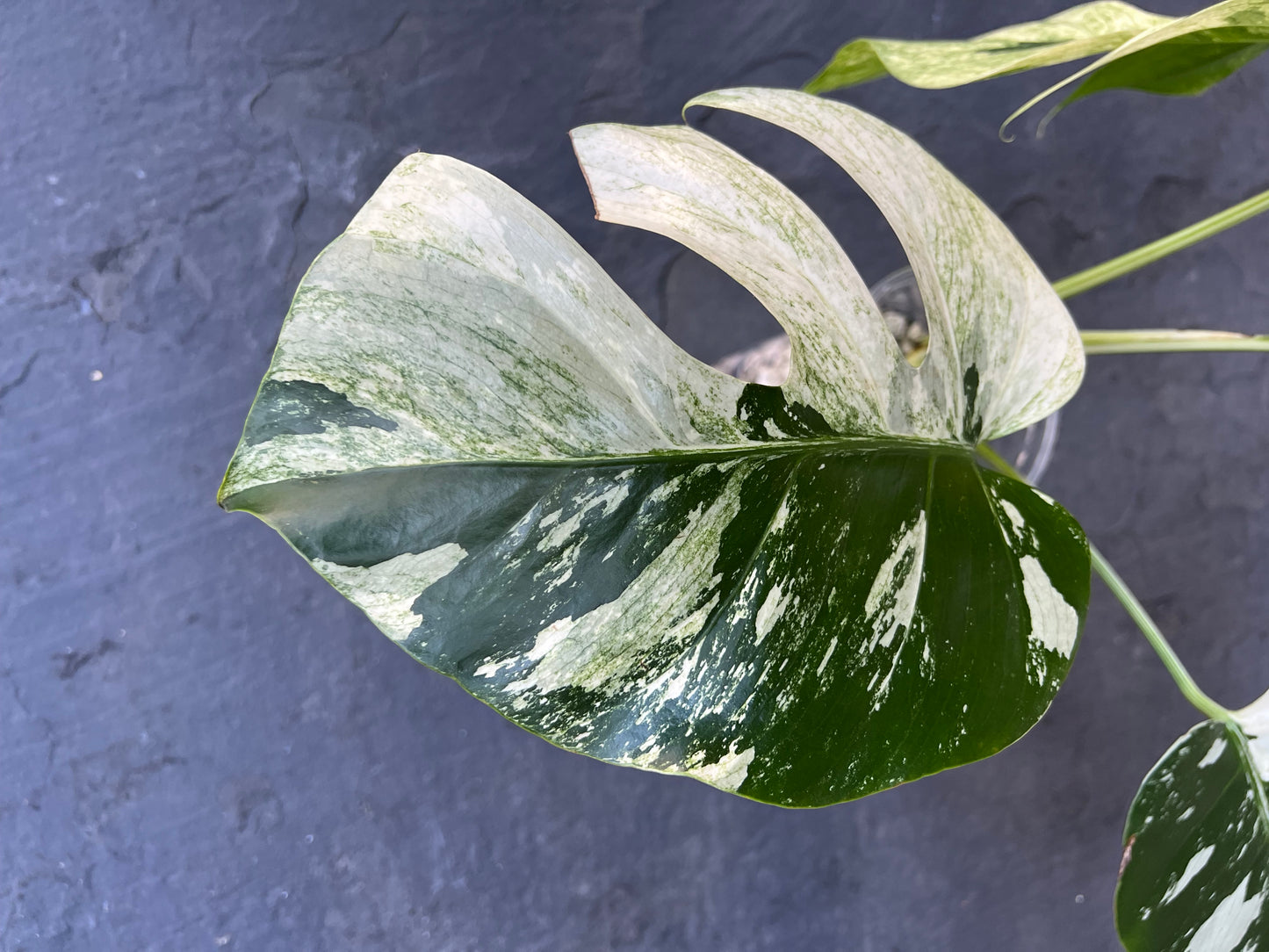 Monstera Mint Variegated Plant