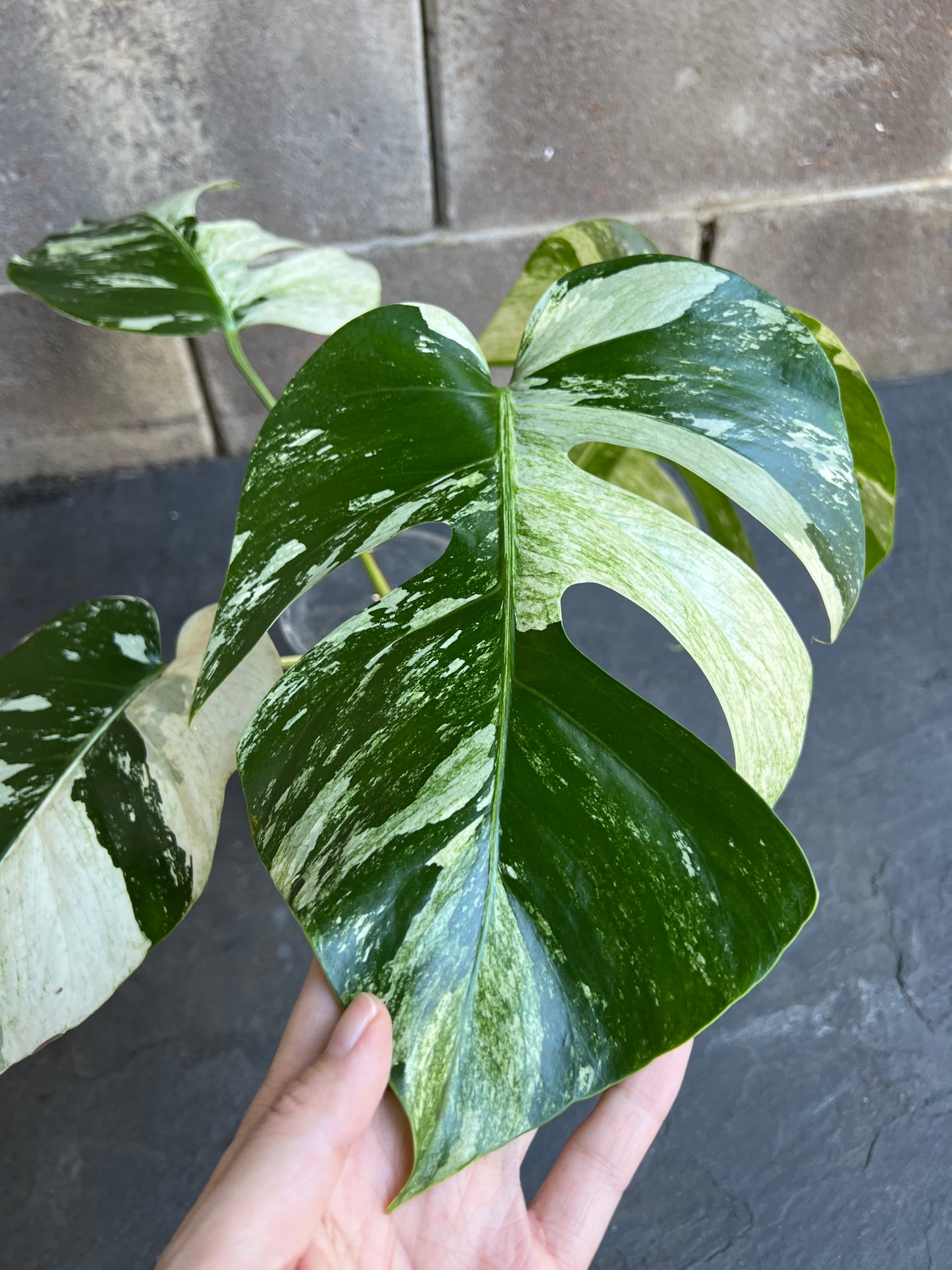 Monstera Mint Variegated Plant