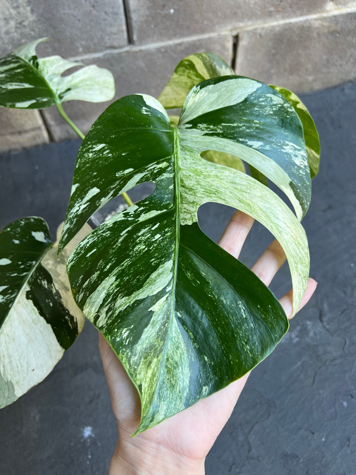Monstera Mint Variegated Plant