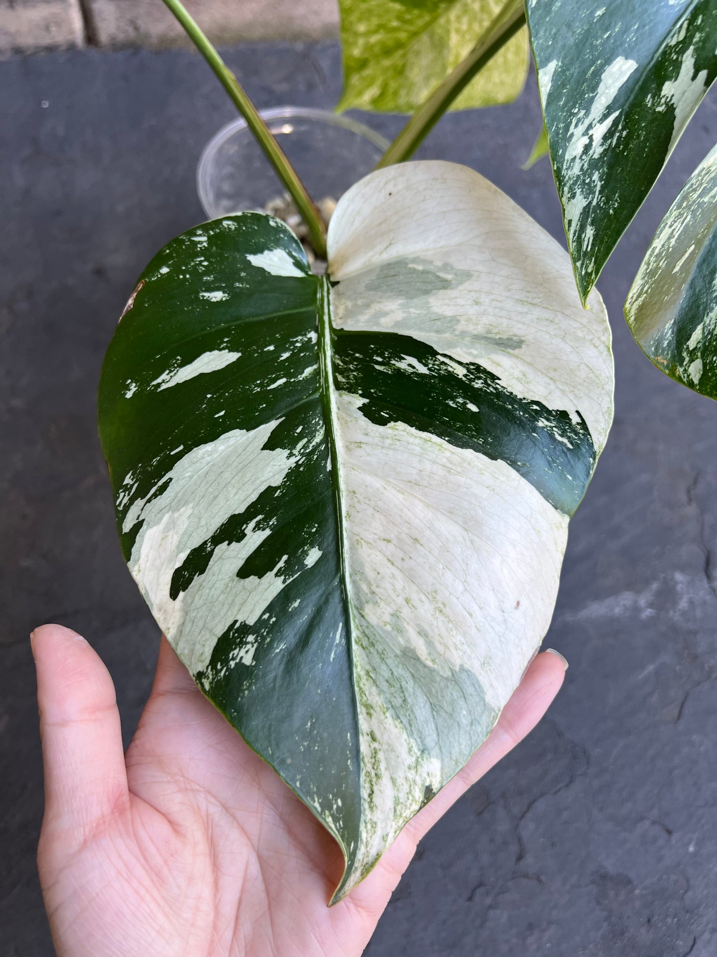 Monstera Mint Variegated Plant