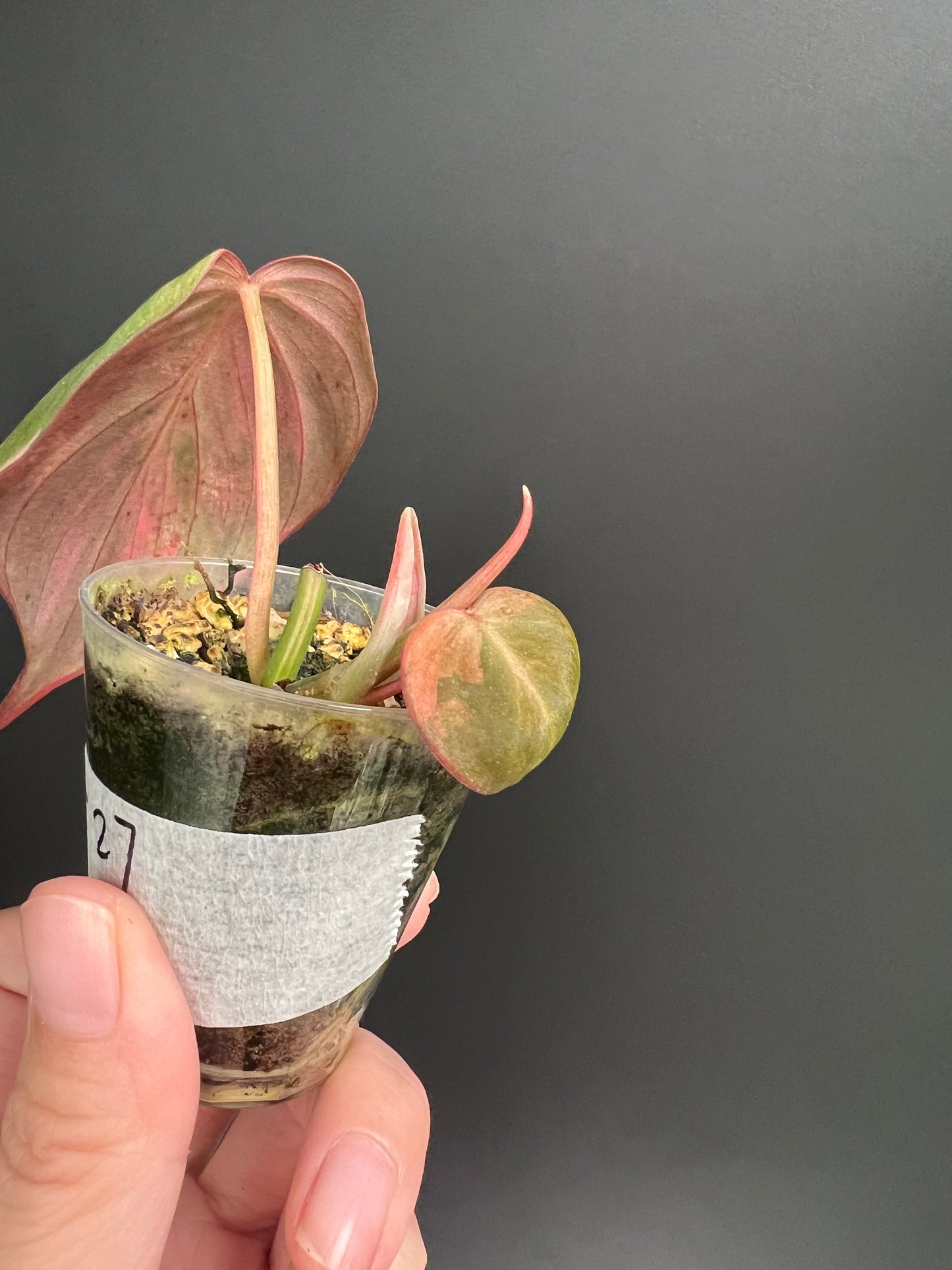 Variegated Aurea/Pink Philodendron Micans