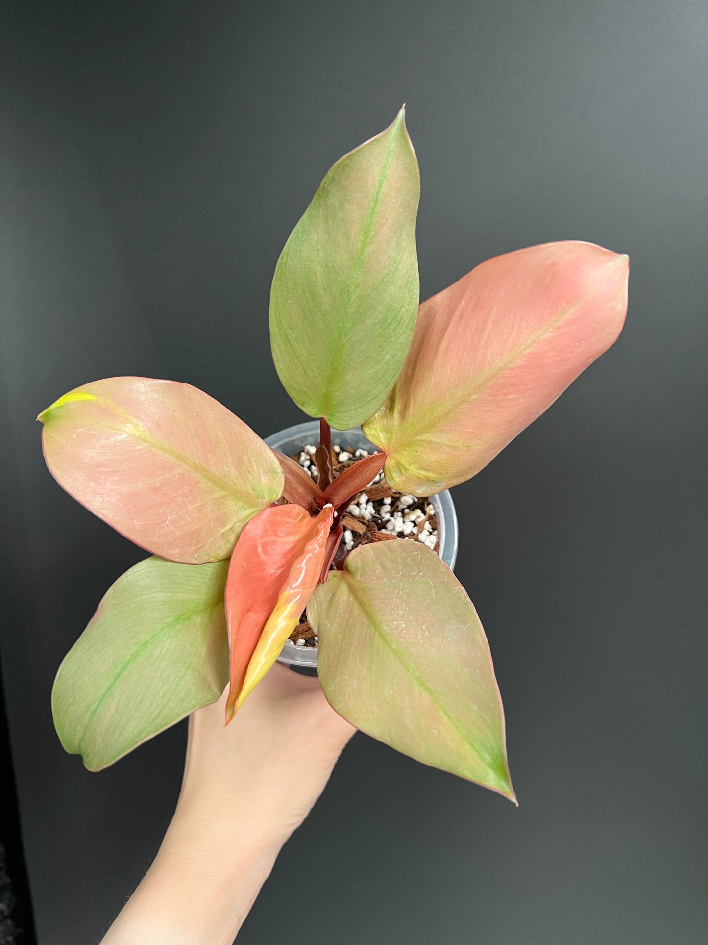 Philodendron Cherry Red Mint