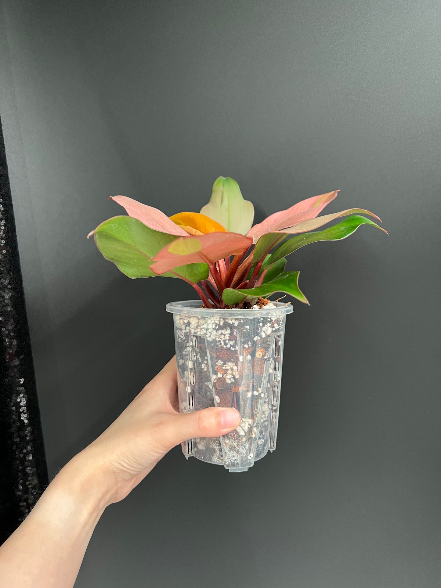 Philodendron Cherry Red Mint