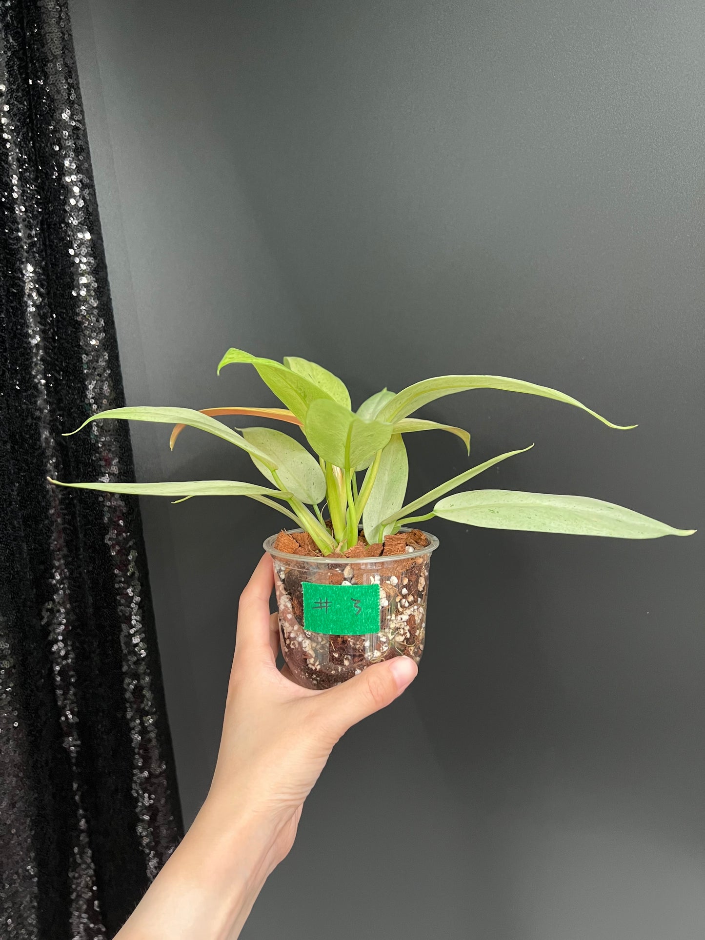 Philodendron Whipple Way Variegated, Bushy Plant