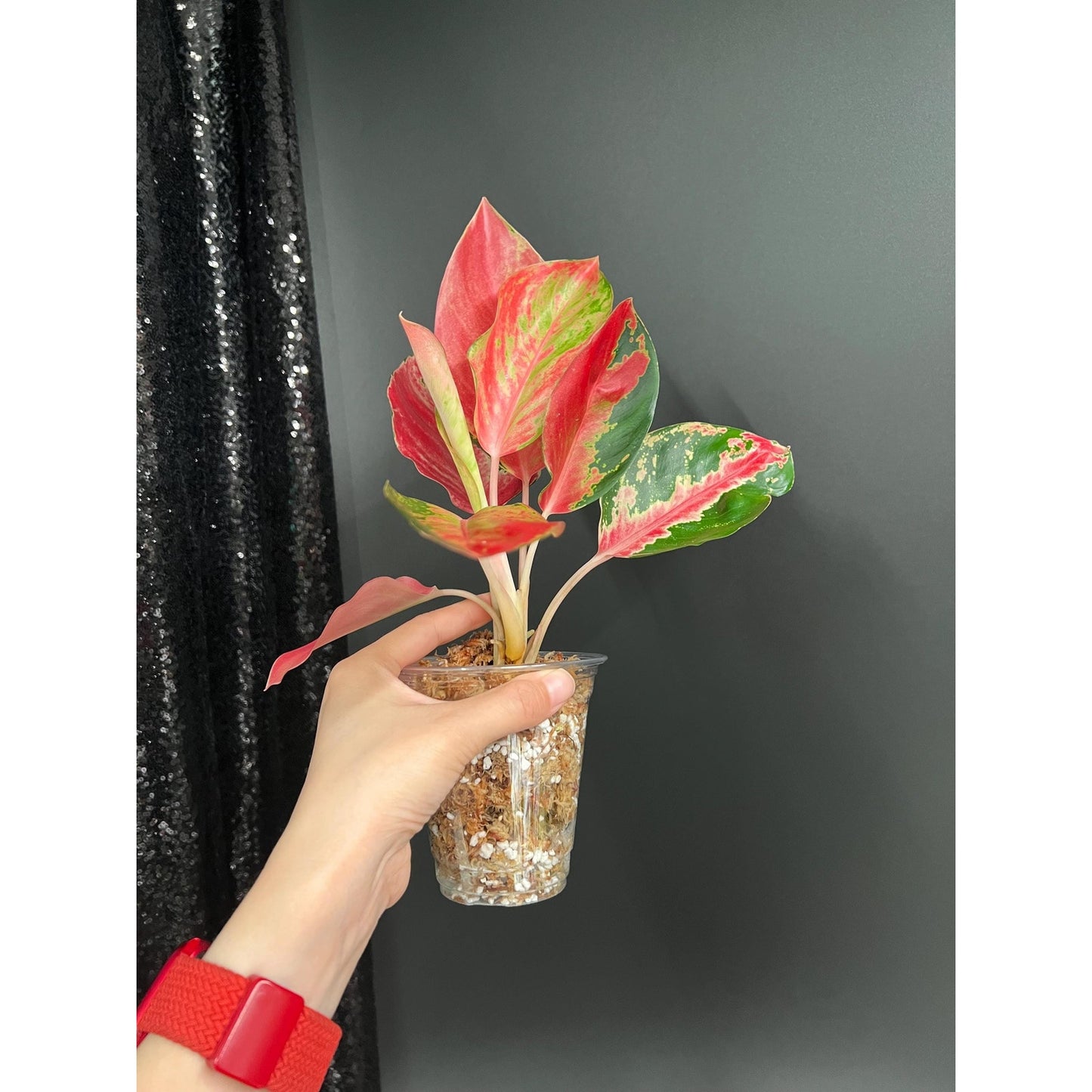 Aglaonema Kitty Cochin, Recent Import