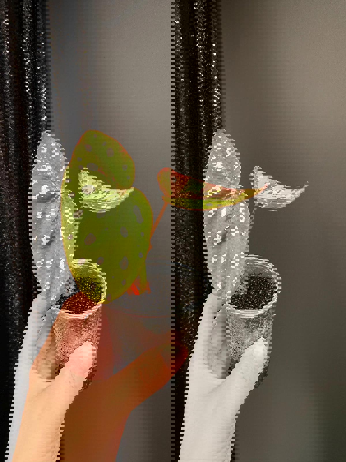 Begonia Maculata Pink Variegated, Starter