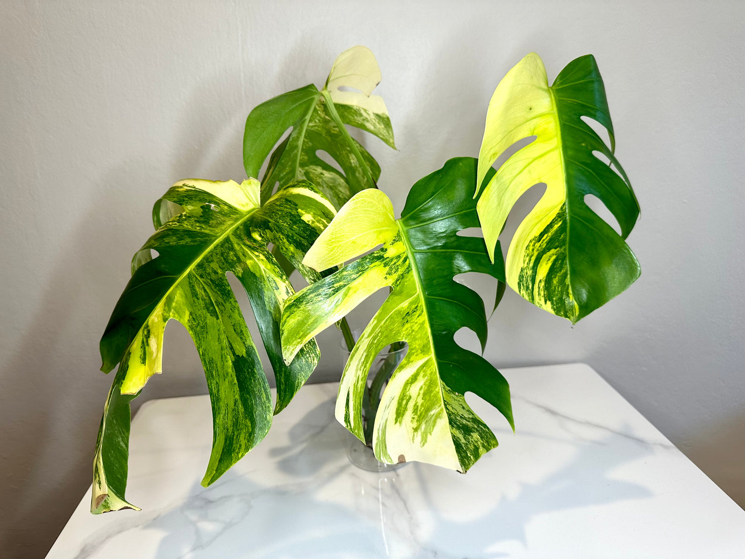 Monstera Aurea