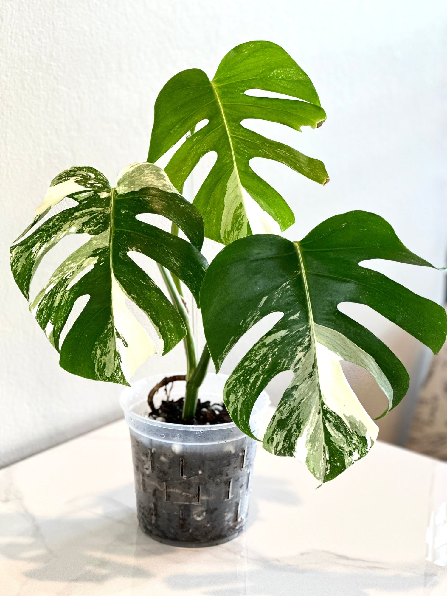 Monstera Albo