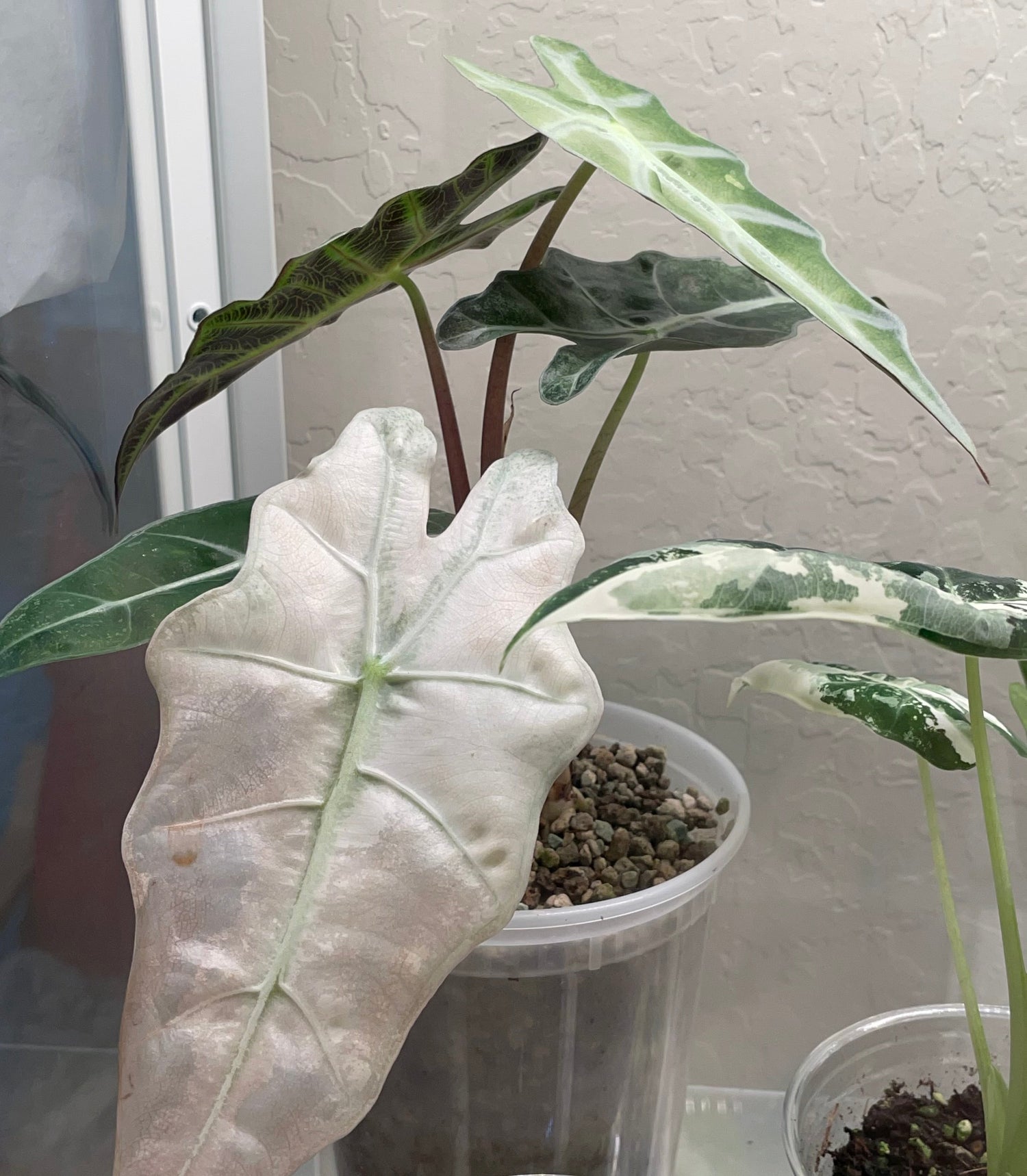 Variegated Alocasia