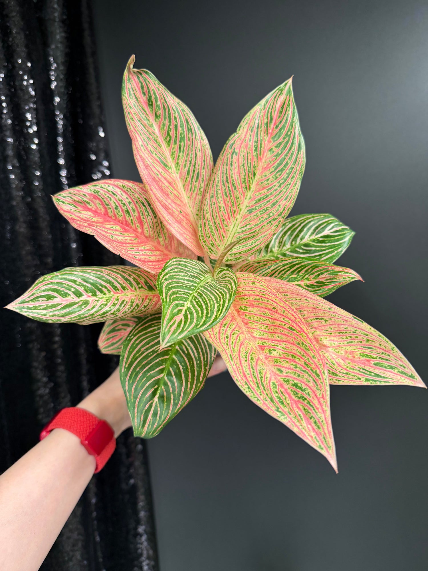 Aglaonema