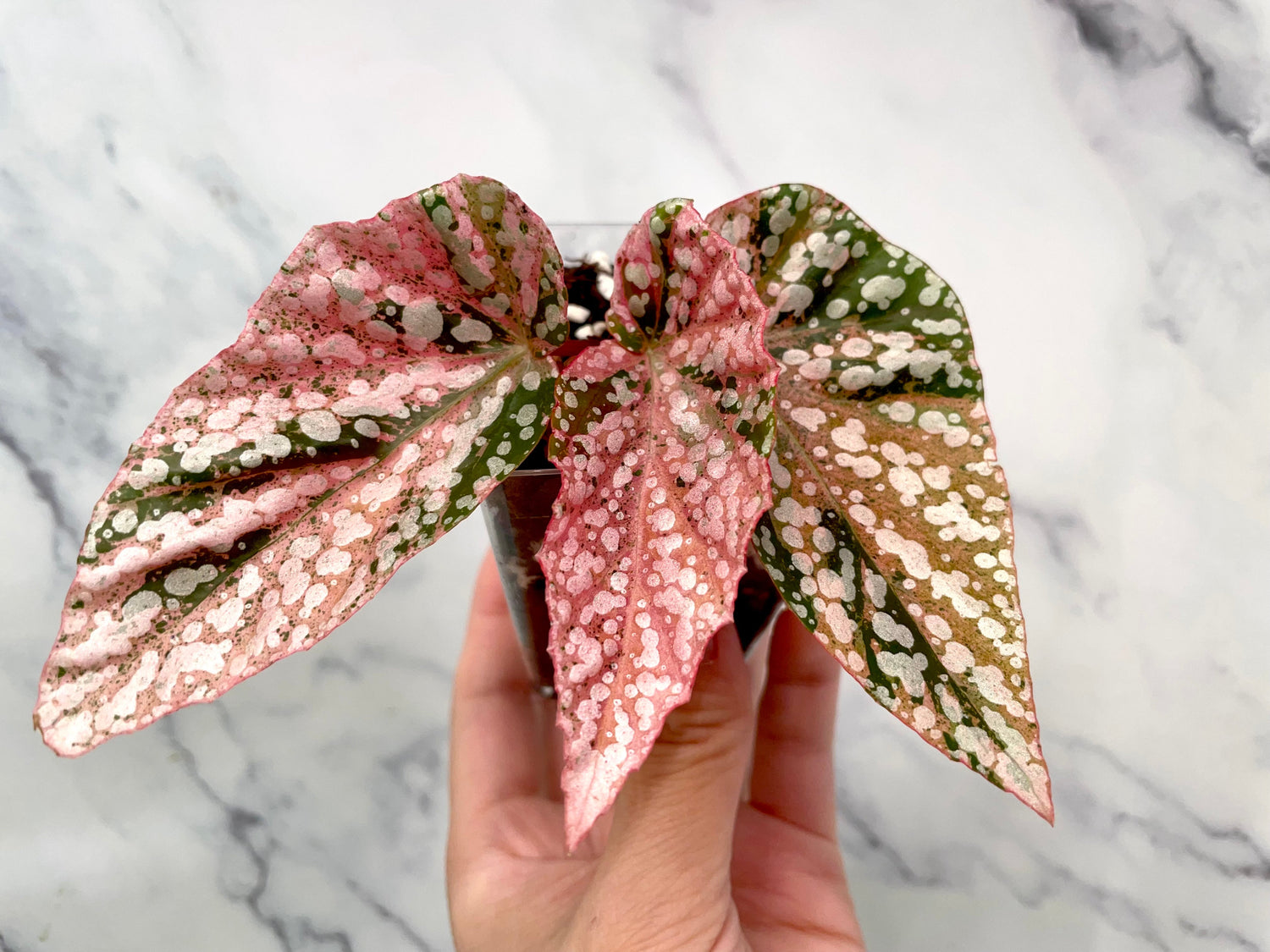 Variegated Begonia