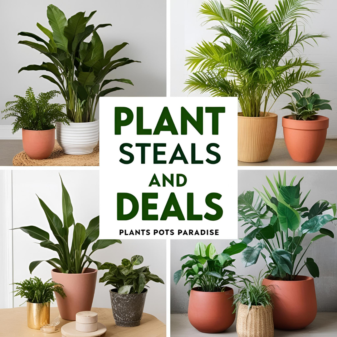 Plant Steals & Deals