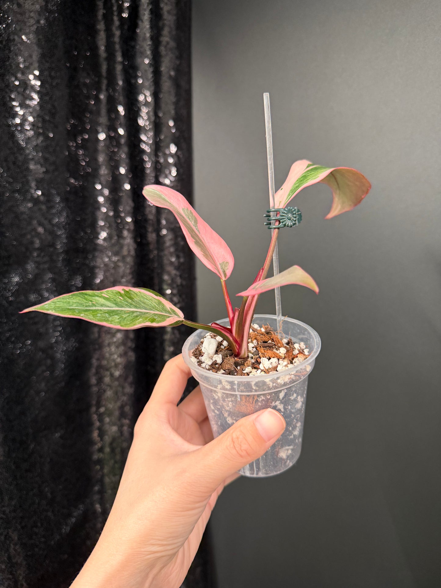 Philodendron Pink Princess Mutation