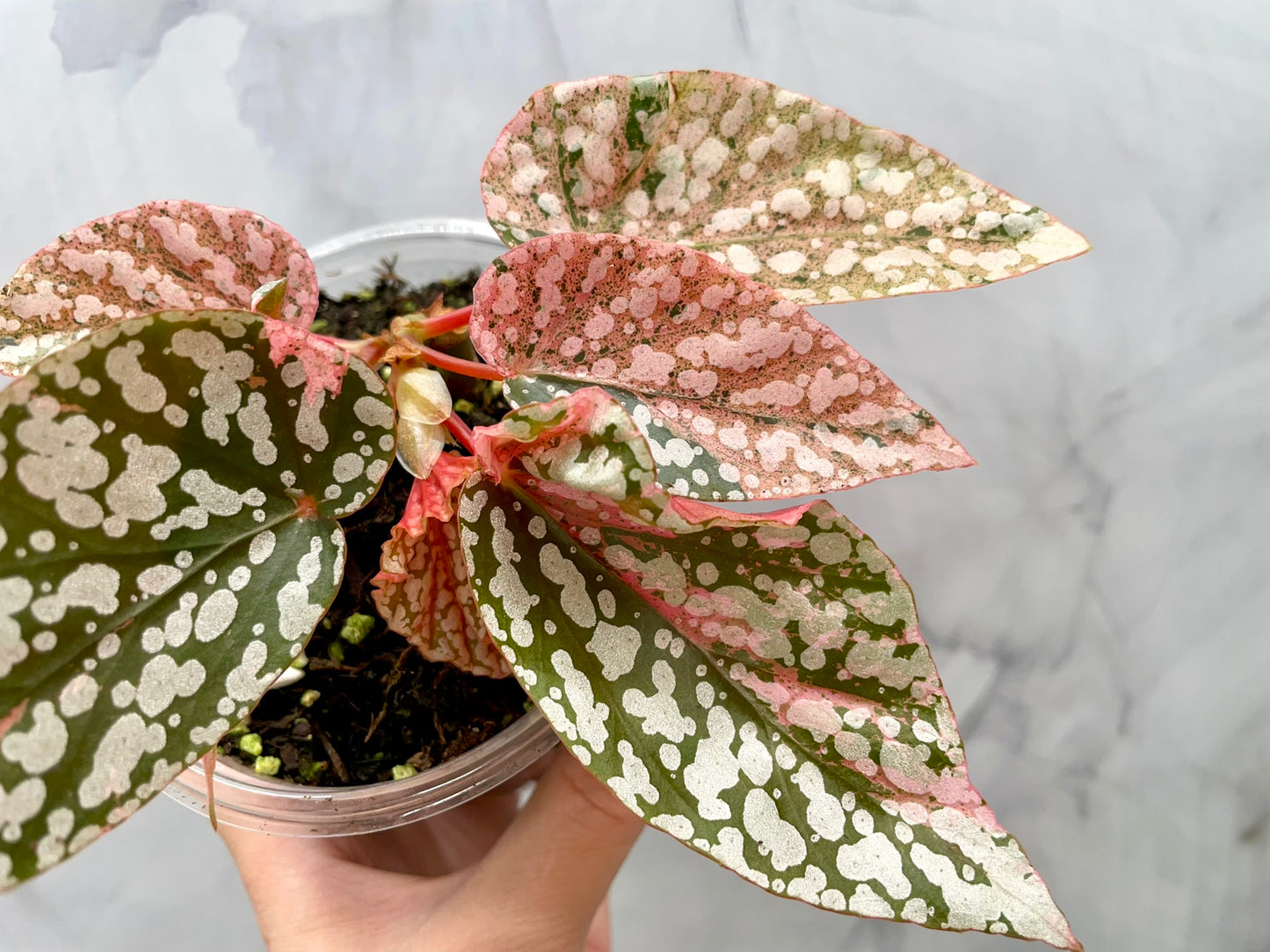 Begonia Snow Capped Variegated Well Rooted Plant #1
