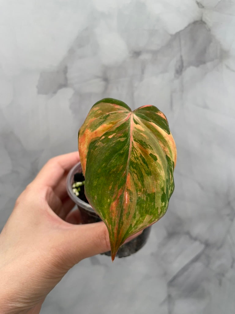 Variegated Pink/Aurea  Philodendron Micans, Large Leaf Rooted Cutting