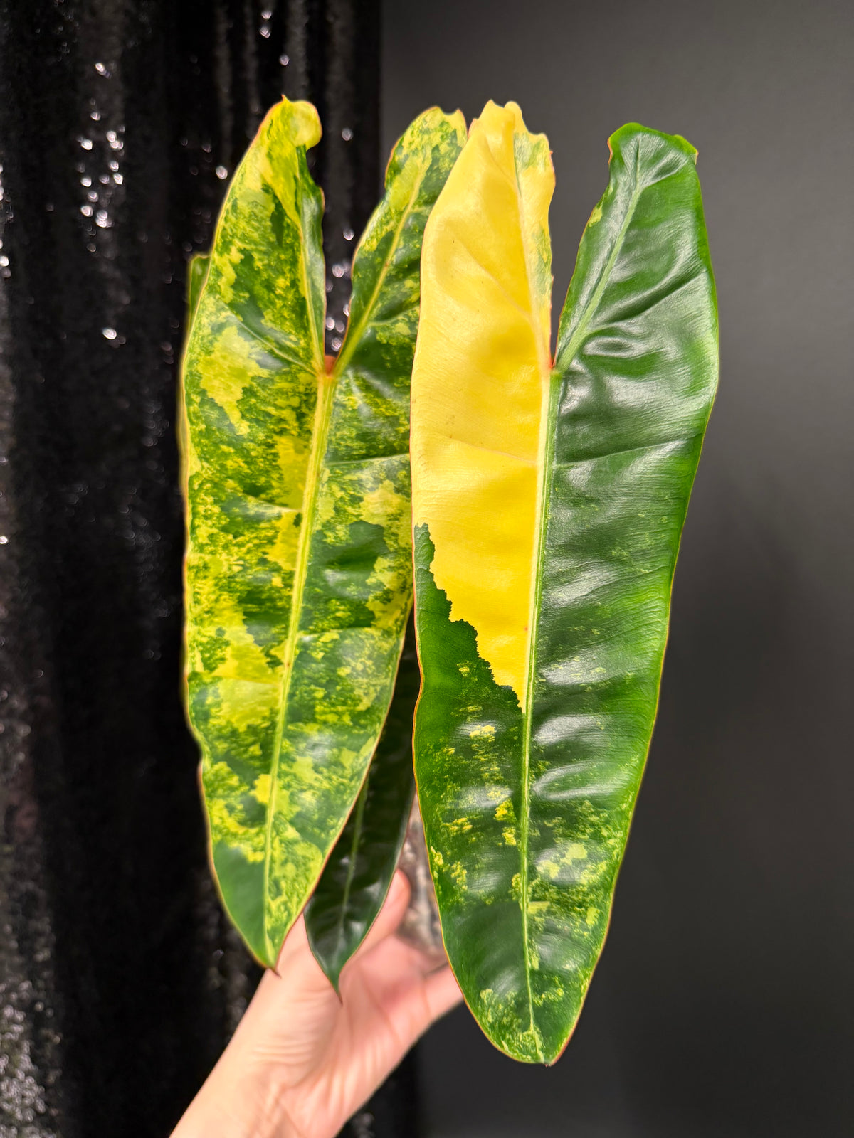 Philodendron Billie Variegated