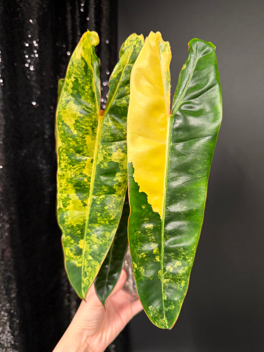 Philodendron Billie Variegated