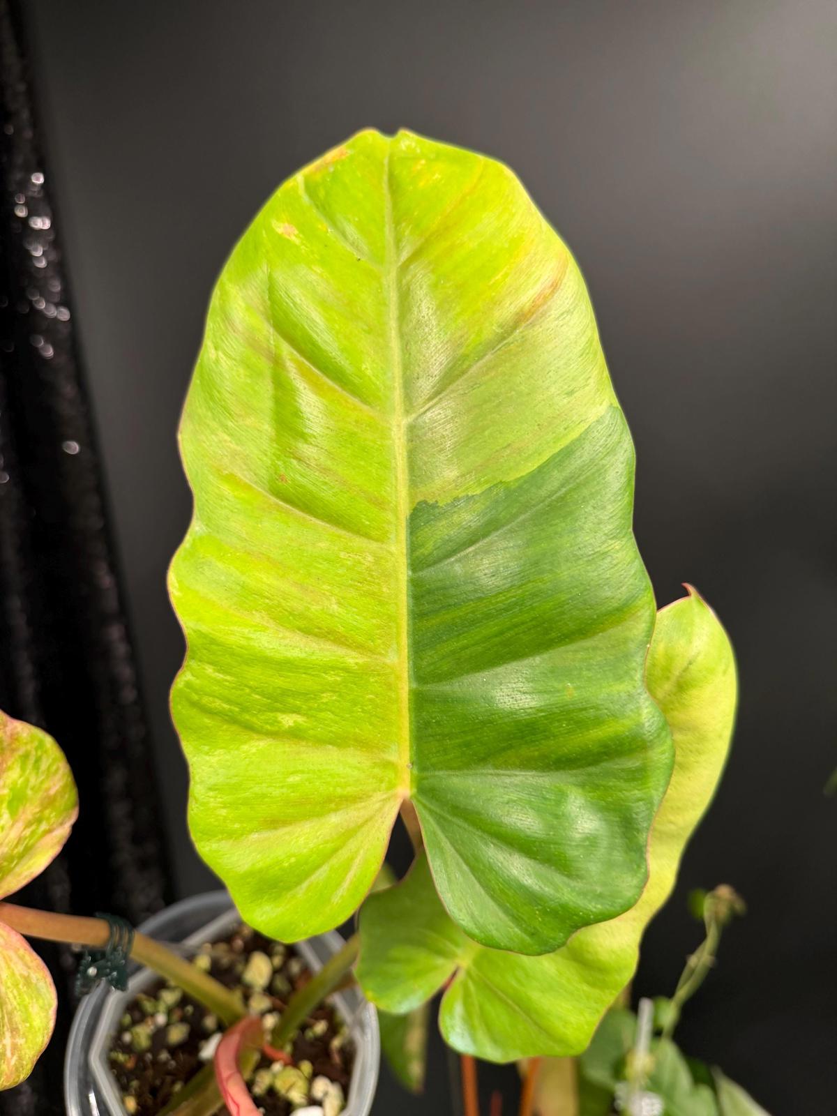 Philodendron Jungle Fever Variegated