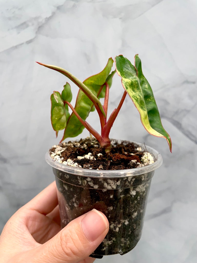 Philodendron billietiae variegated, Exact Plant