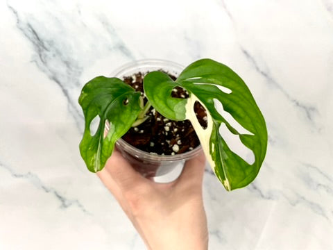 Variegated Monstera Adansonii Albo Rooted STARTER with 3 Growth Points