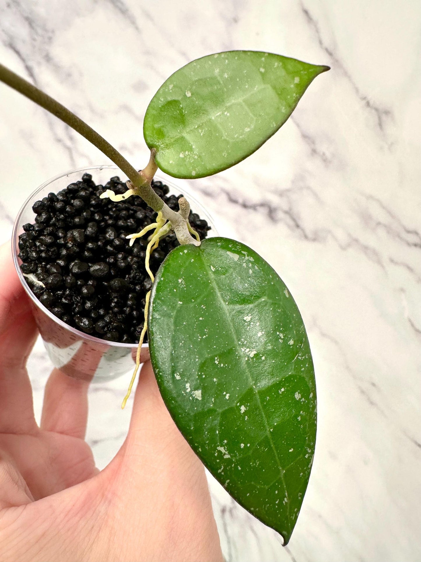 Hoya Verticilata MA07 Rooted Cutting