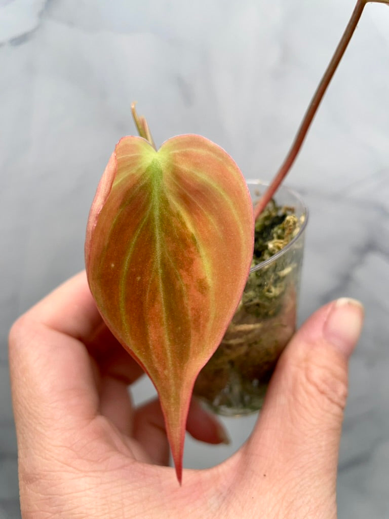 Variegated Aurea/Pink Philodendron Micans Rooted Cutting with New Growth